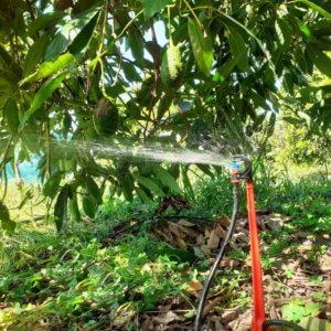 Αβοκάντο άρδευση avocado irrigation