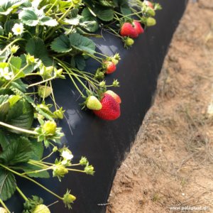 how to irrigate strawberries