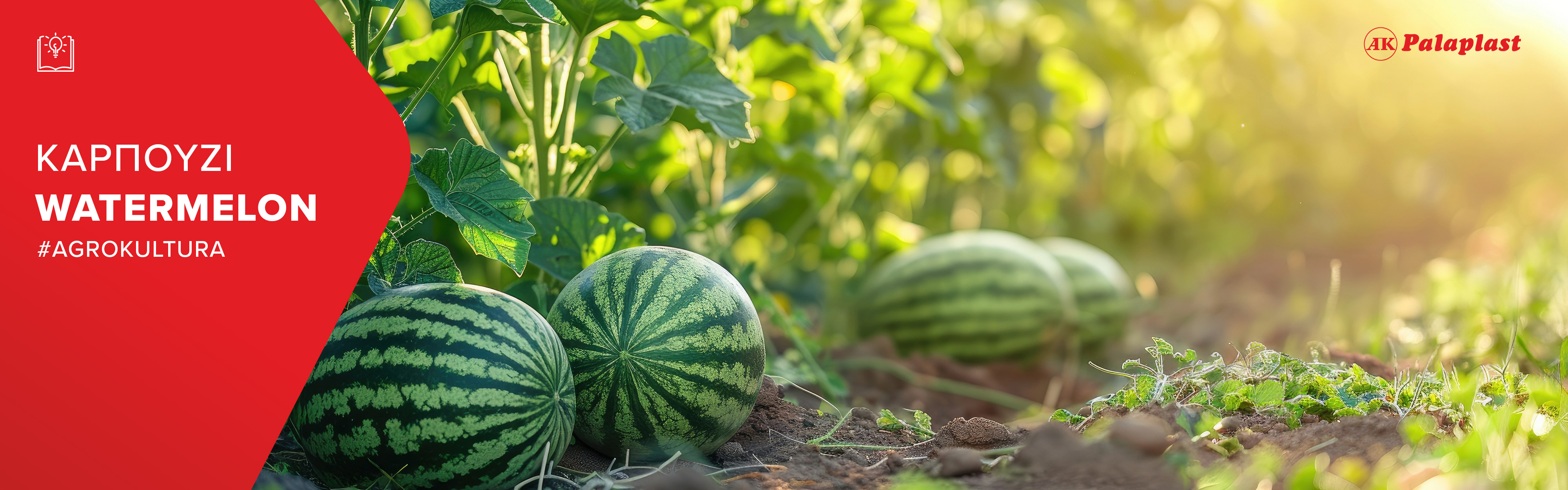 WATERMELON: Cultivation characteristics and irrigation techniques