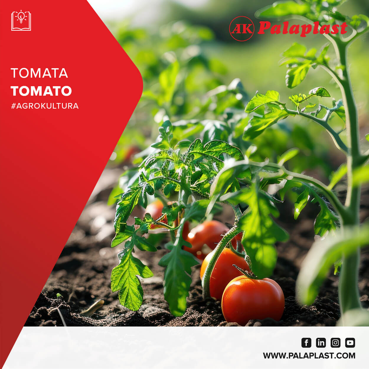 TOMATO: Outdoor cultivation characteristics and irrigation techniques.