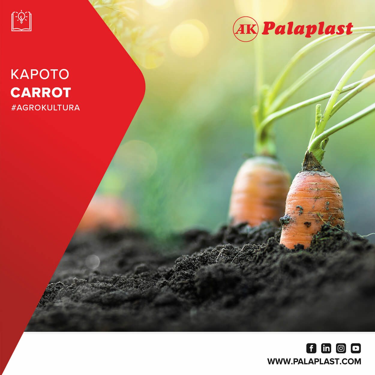 CARROT: Cultivation Characteristics and Irrigation