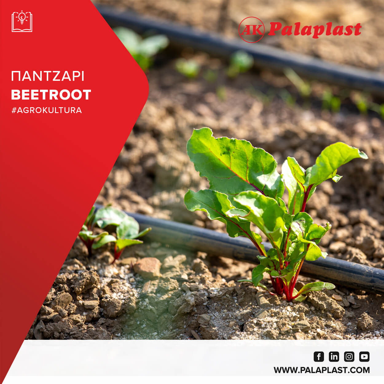 BEETROOT: Cultivation Characteristics and Irrigation