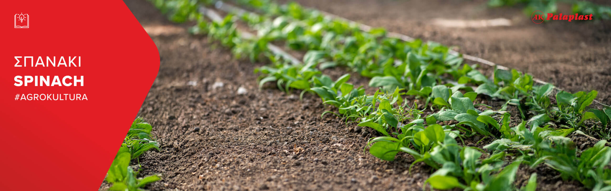 spinach irrigation banner