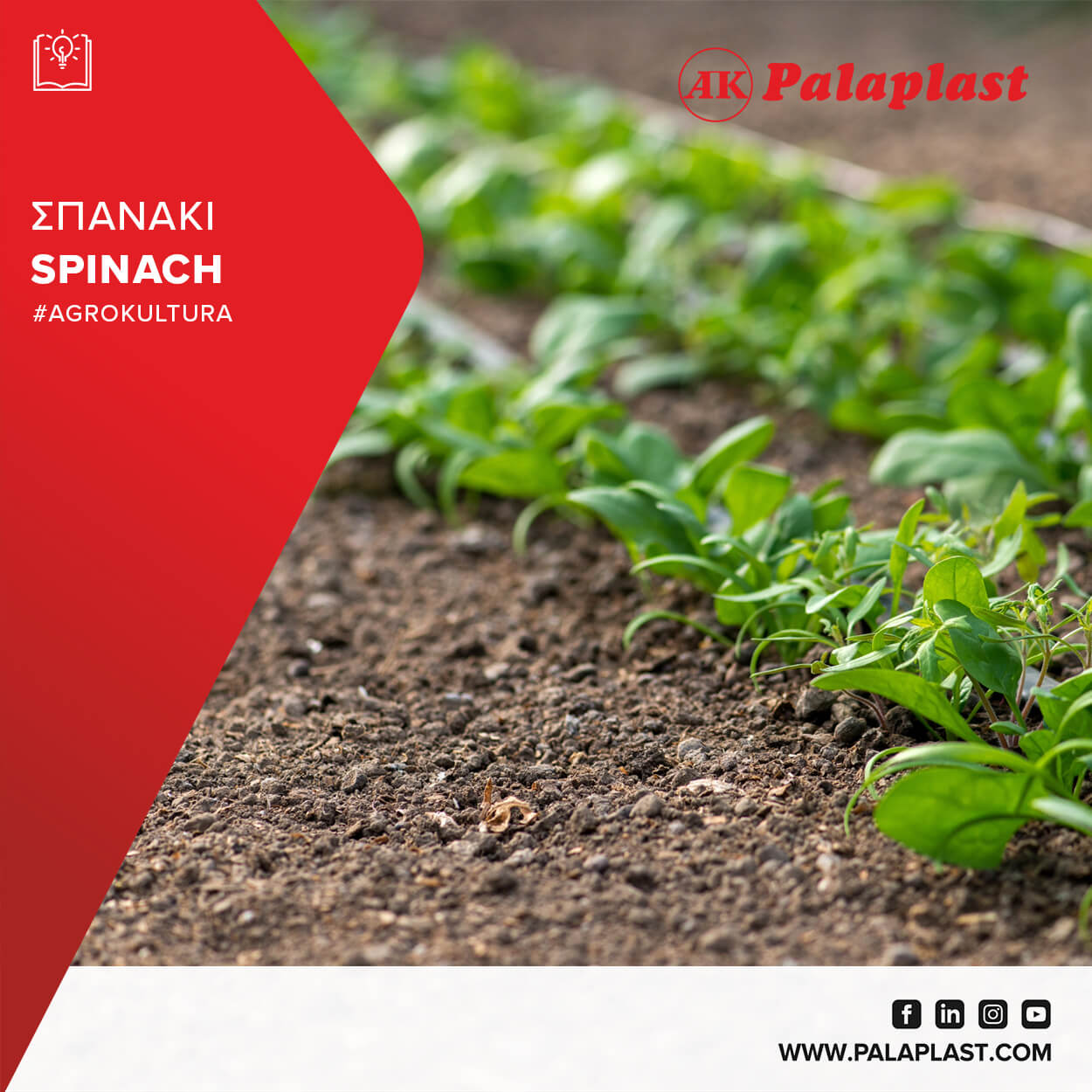 SPINACH: Cultivation Characteristics and Irrigation.